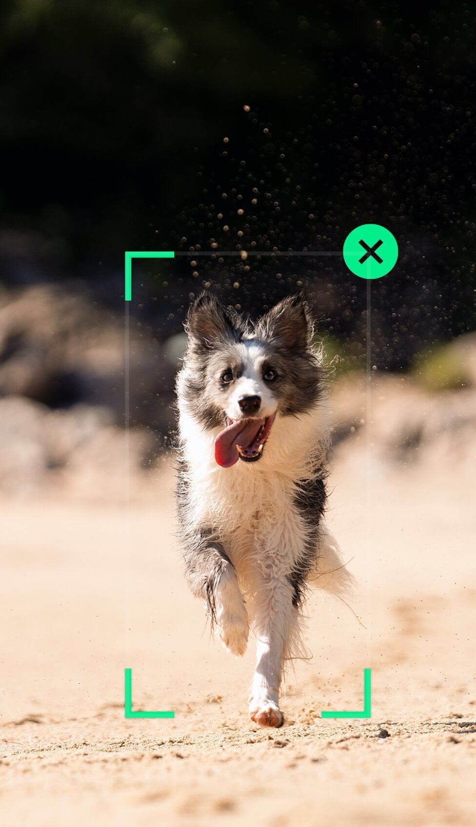 dog_om5